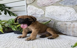 English Mastiff dogs for sale: Buck - Image 12