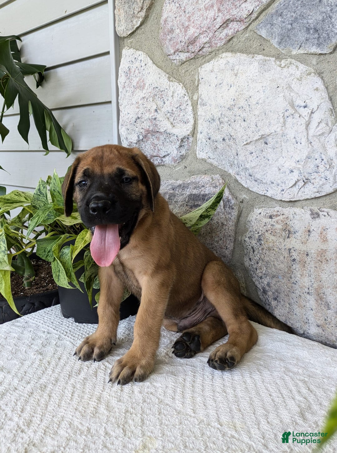 English Mastiff dogs for sale: Buck - Image 12