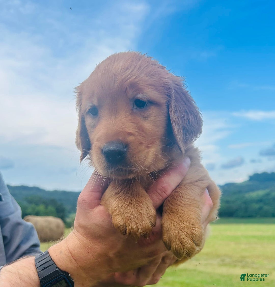 Golden Retriever dogs for sale: Meadow - Image 20