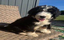 Bernedoodle dogs for sale: Max - Image 6