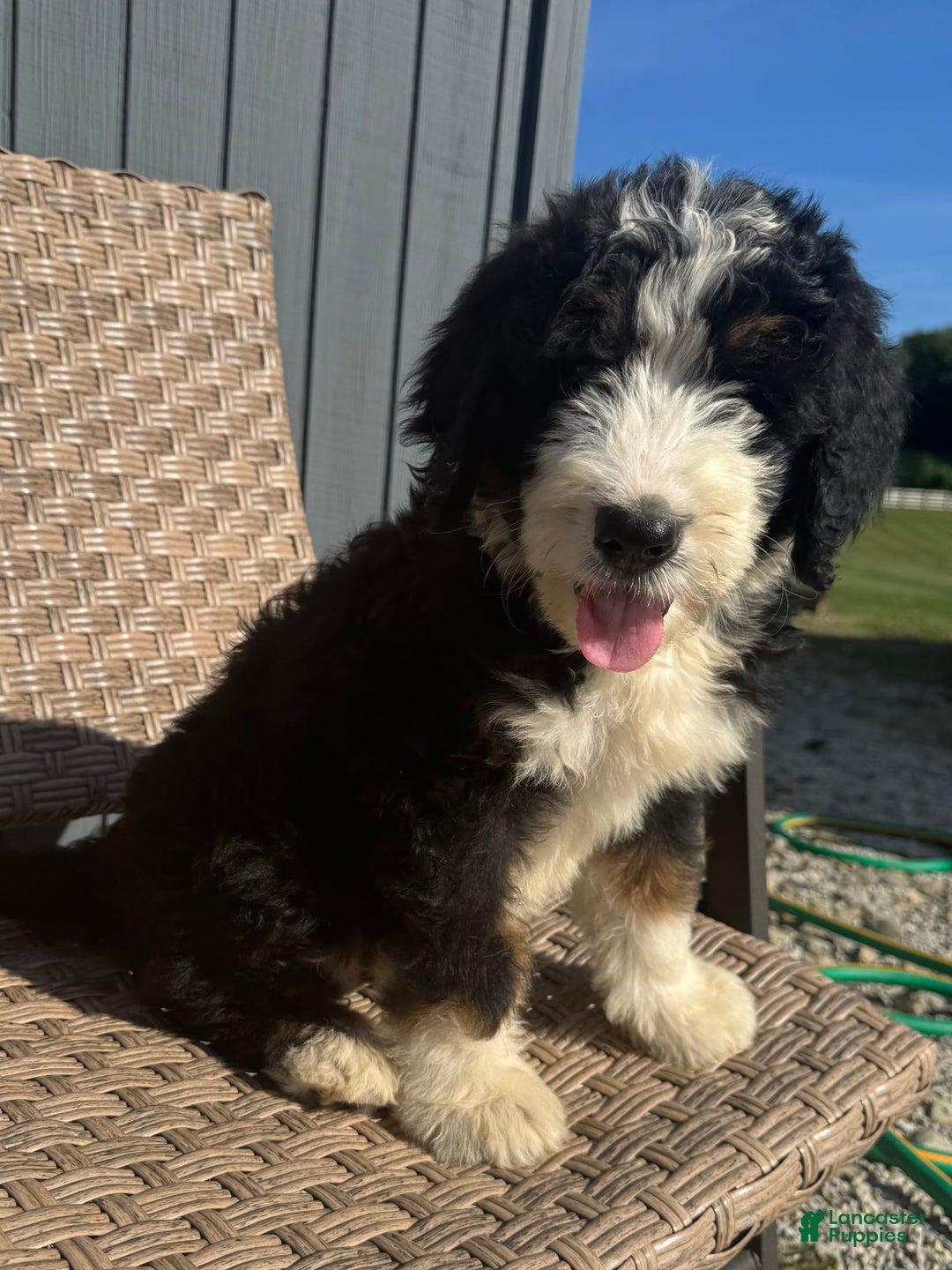 Bernedoodle dogs for sale: Max - Image 6