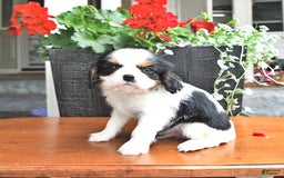 Cavalier King Charles Spaniel dogs for sale: Cody - Image 4