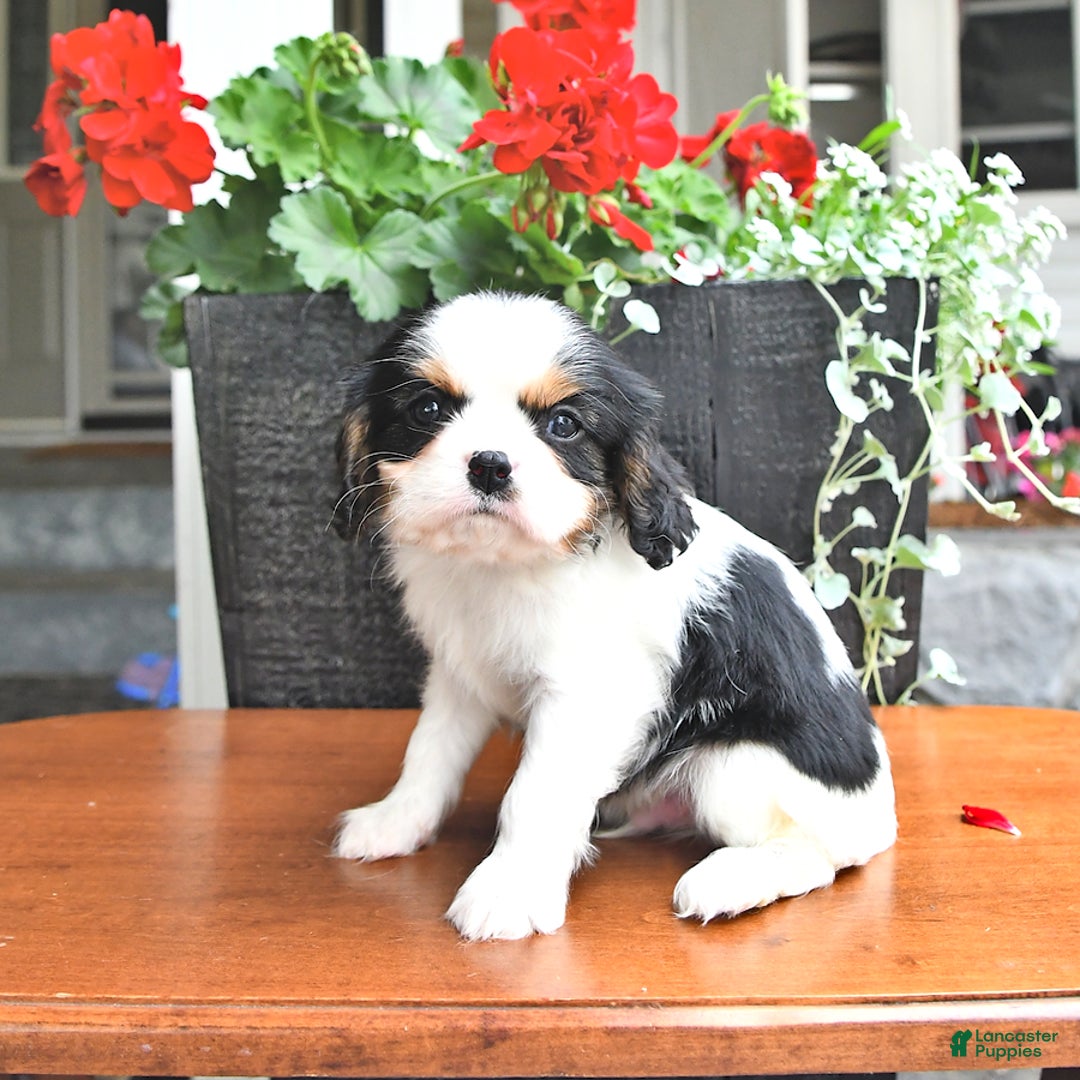 Cavalier King Charles Spaniel dogs for sale: Cody - Image 4