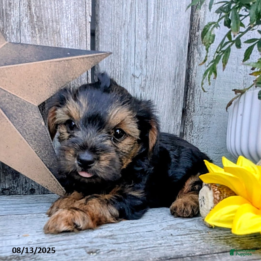 Yorkshire Terrier dogs for sale: Cody - Image 5