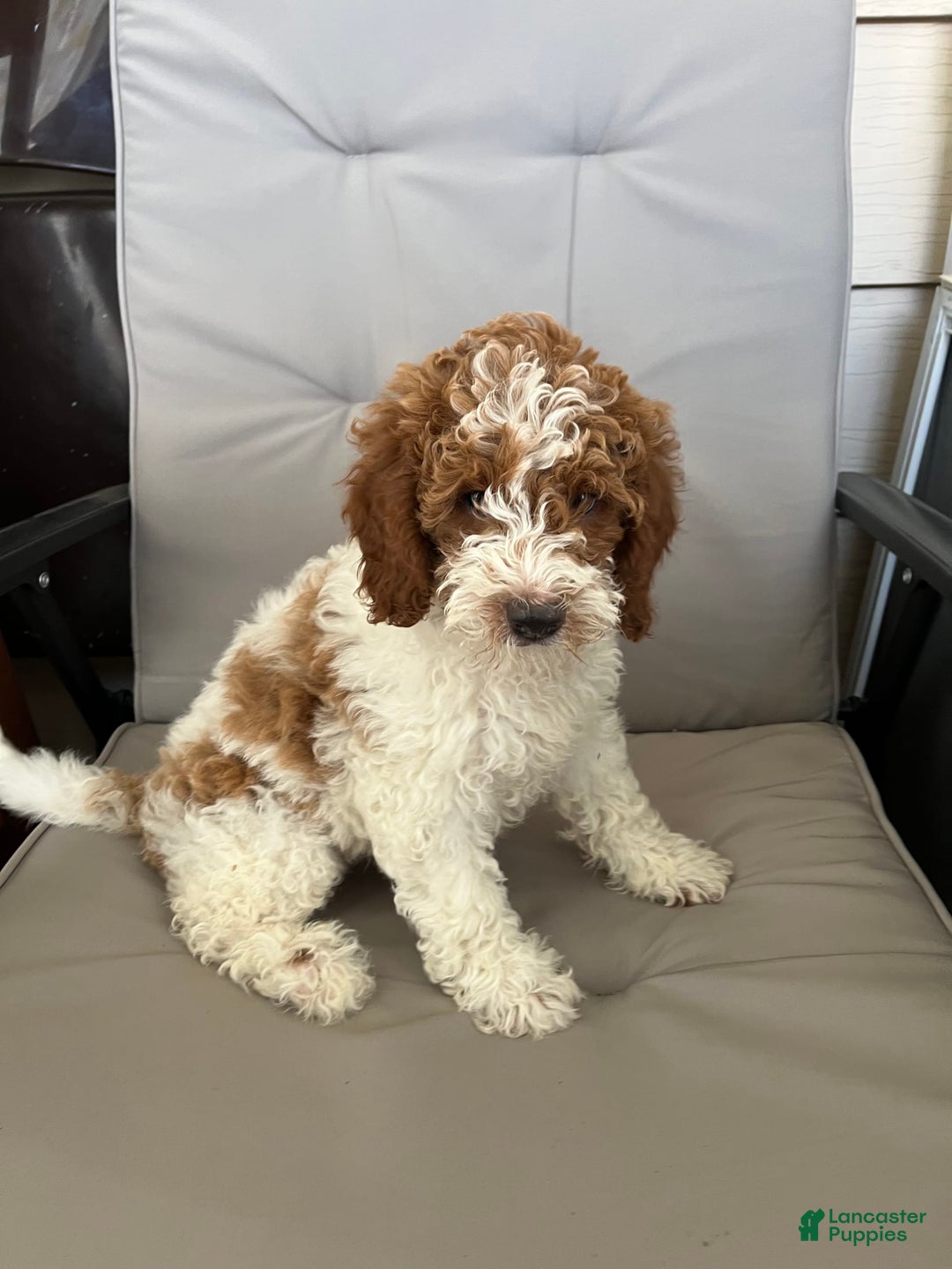 Mini Goldendoodle dogs for sale: Clover - Image 6