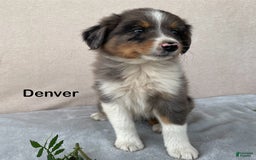 Australian Shepherd dogs for sale: Denver - Image 3