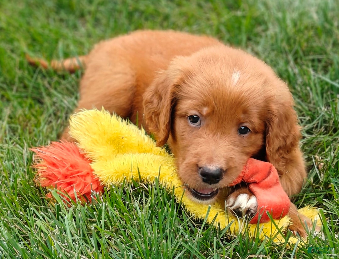 Goldendoodle dogs for sale: River - Image 2