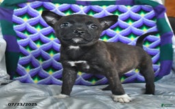 Boston Terrier dogs for sale: Babe - Image 3