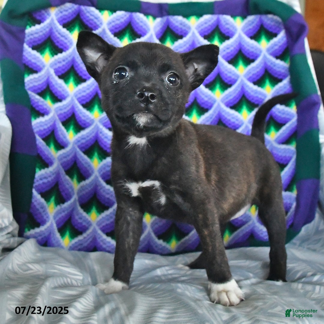 Boston Terrier dogs for sale: Babe - Image 3