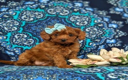 Cavapoo dogs for sale: Kayleigh Toy Size Hypoallergenic - Image 3