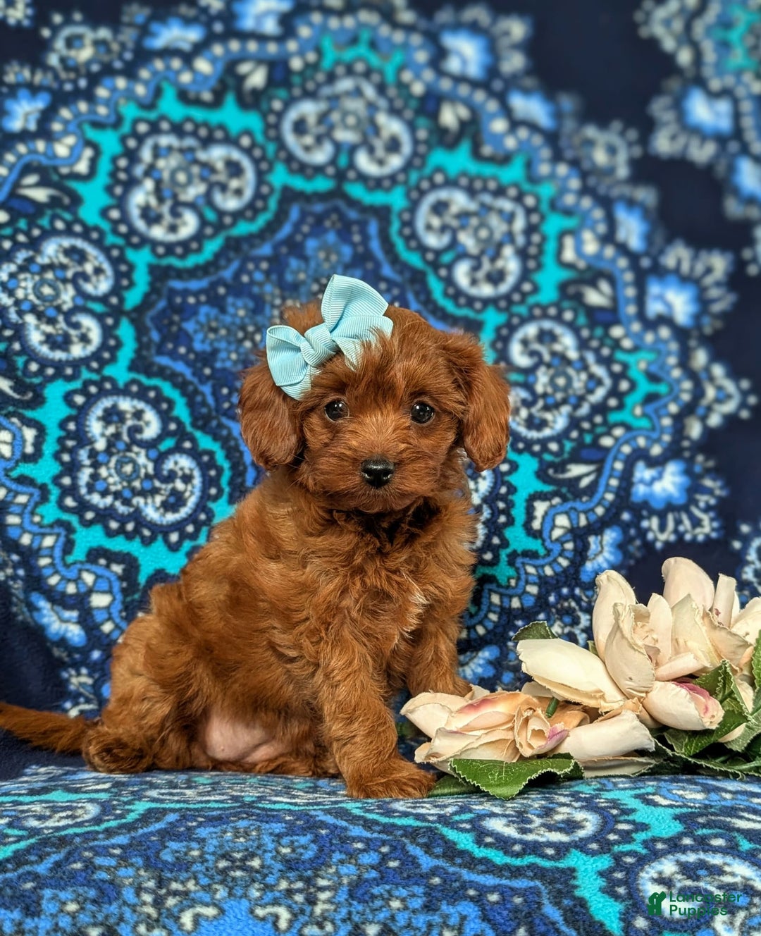 Cavapoo dogs for sale: Kayleigh Toy Size Hypoallergenic - Image 3