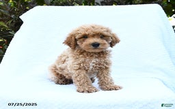 Cockapoo dogs for sale: Jonney - Image 3