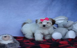 Shihpoo dogs for sale: Sophie - Image 4