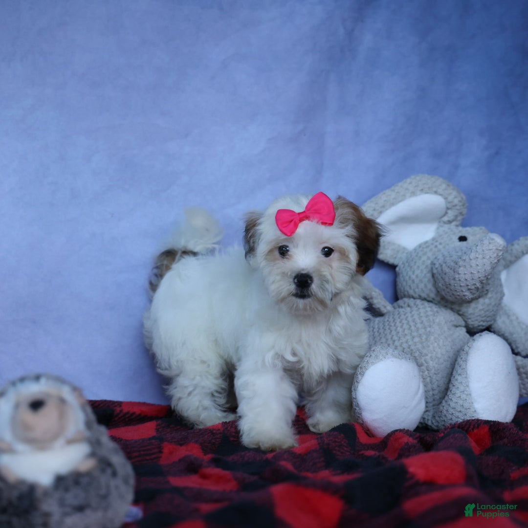 Shihpoo dogs for sale: Sophie - Image 4