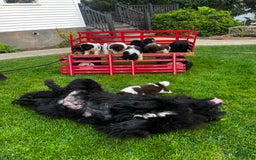 Newfoundland dogs for sale: Bonnie❤️akc❤️ - Image 1