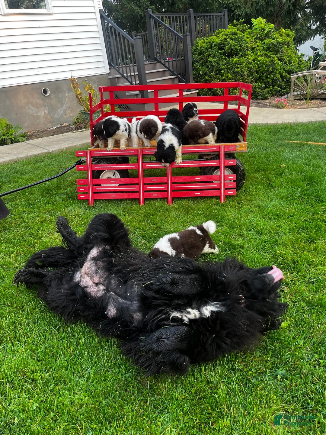 Newfoundland dogs for sale: Bonnie❤️akc❤️ - Image 1
