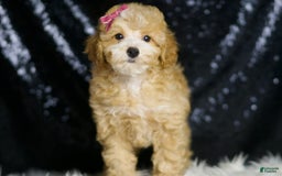 Toy Poodle dogs for sale: Marie - Image 4