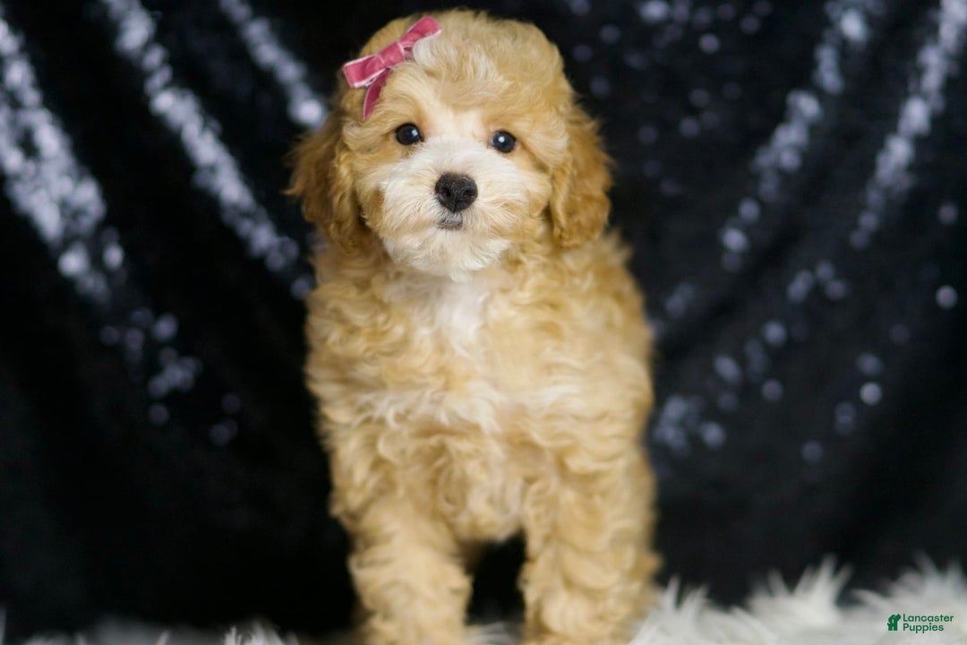 Toy Poodle dogs for sale: Marie - Image 4