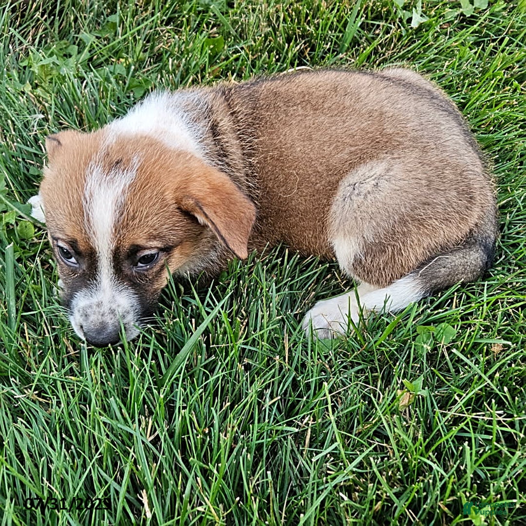 Border Collie dogs for sale: Willie - Image 6