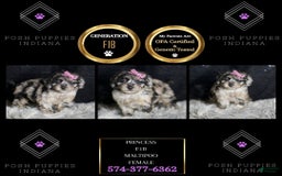 Maltipoo dogs for sale: Princess - Image 6