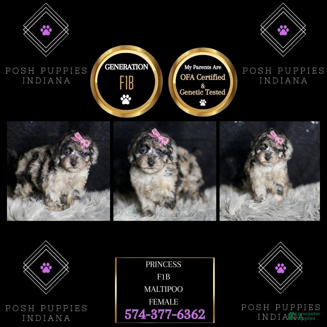 Maltipoo dogs for sale: Princess - Image 6