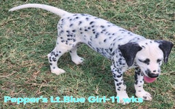 Dalmatian dogs for sale: Peppers Lt. Blue Girl - Image 8