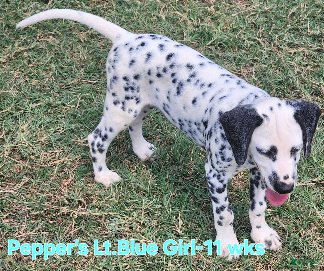 Dalmatian dogs for sale: Peppers Lt. Blue Girl - Image 8