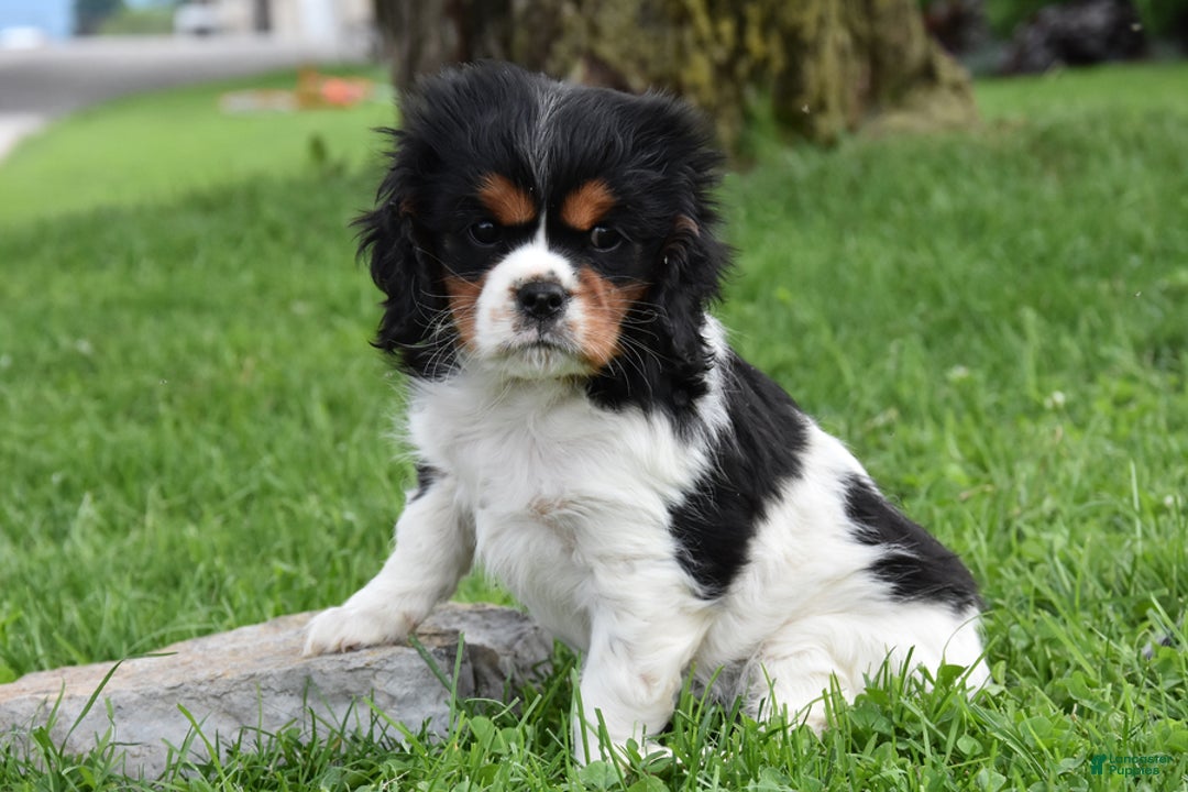 Cavalier King Charles Spaniel dogs for sale: Sissy - Image 3