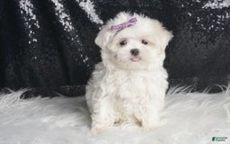 Maltese dogs for sale: Bella - Image 5