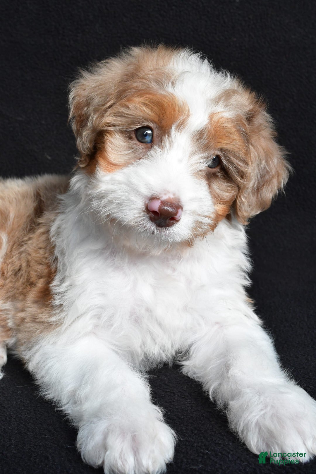 Mini Aussiedoodle dogs for sale: Julia - Image 6