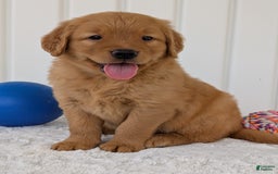 Golden Retriever dogs for sale: Porter - Image 15
