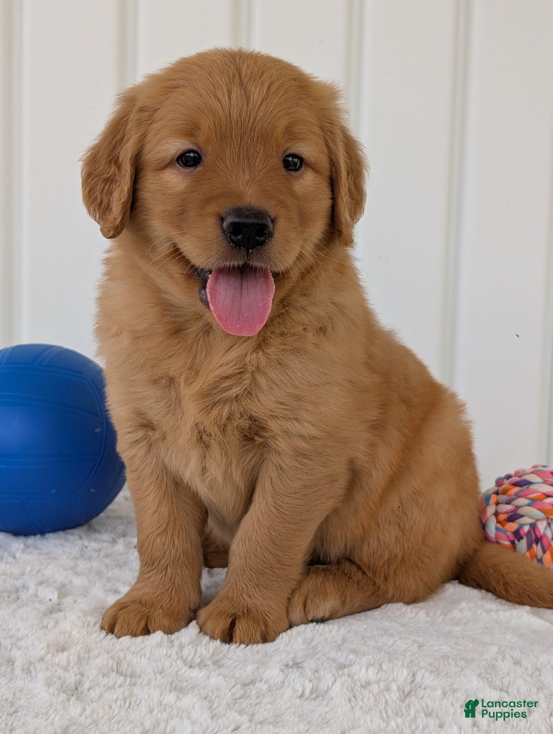 Golden Retriever dogs for sale: Porter - Image 15