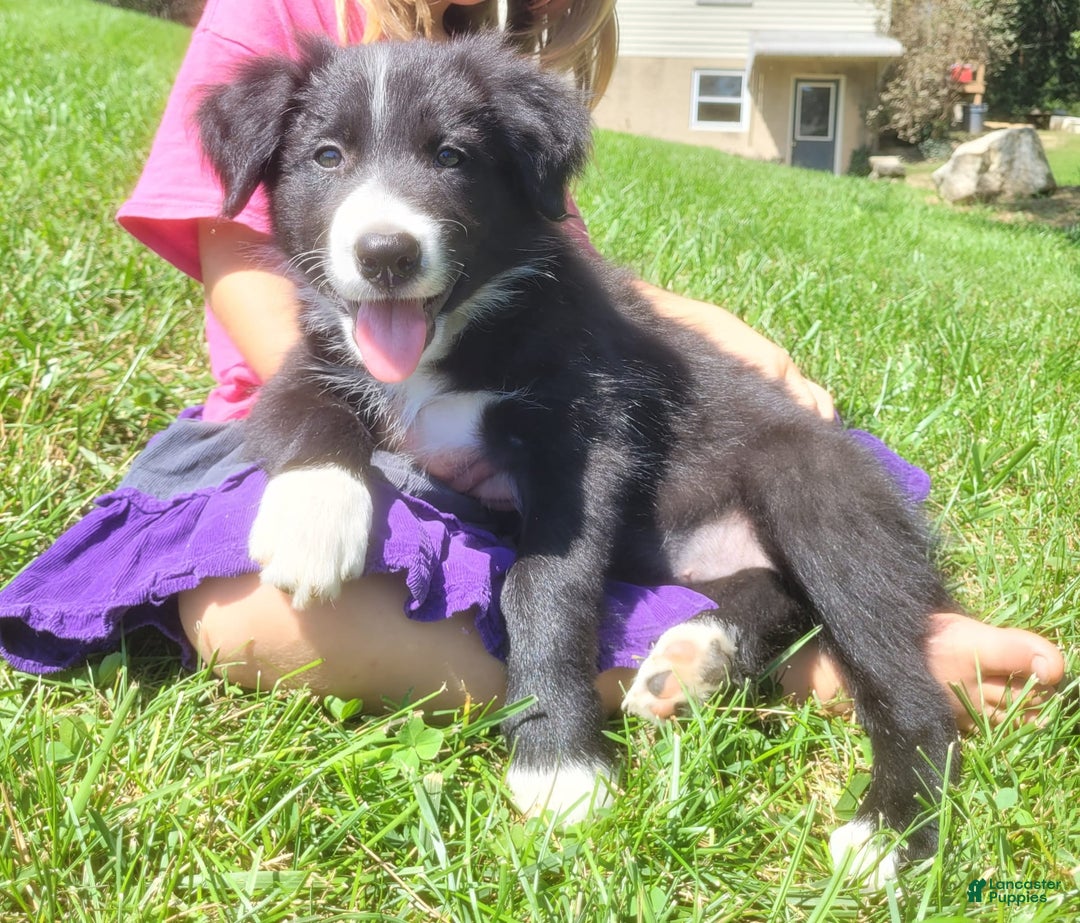 Border Collie dogs for sale: Bonnie - Image 4