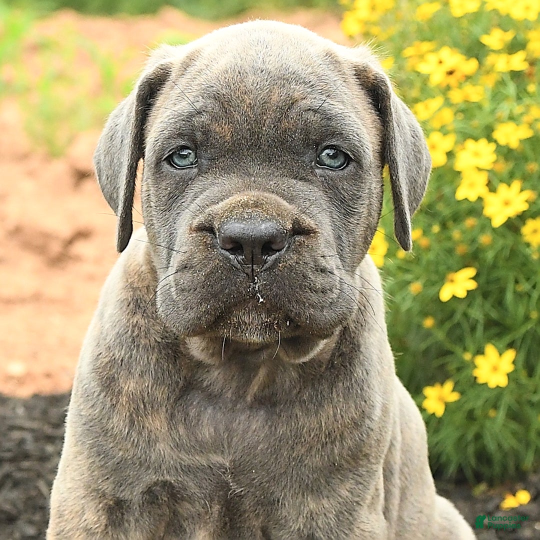Cane Corso dogs for sale: Ivar - Image 6