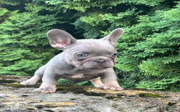 French Bulldog dogs for sale: Gusto - Image 3