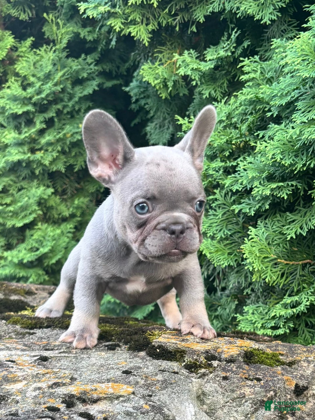 French Bulldog dogs for sale: Gusto - Image 3