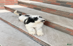 Goldendoodle dogs for sale: Lola - Image 2
