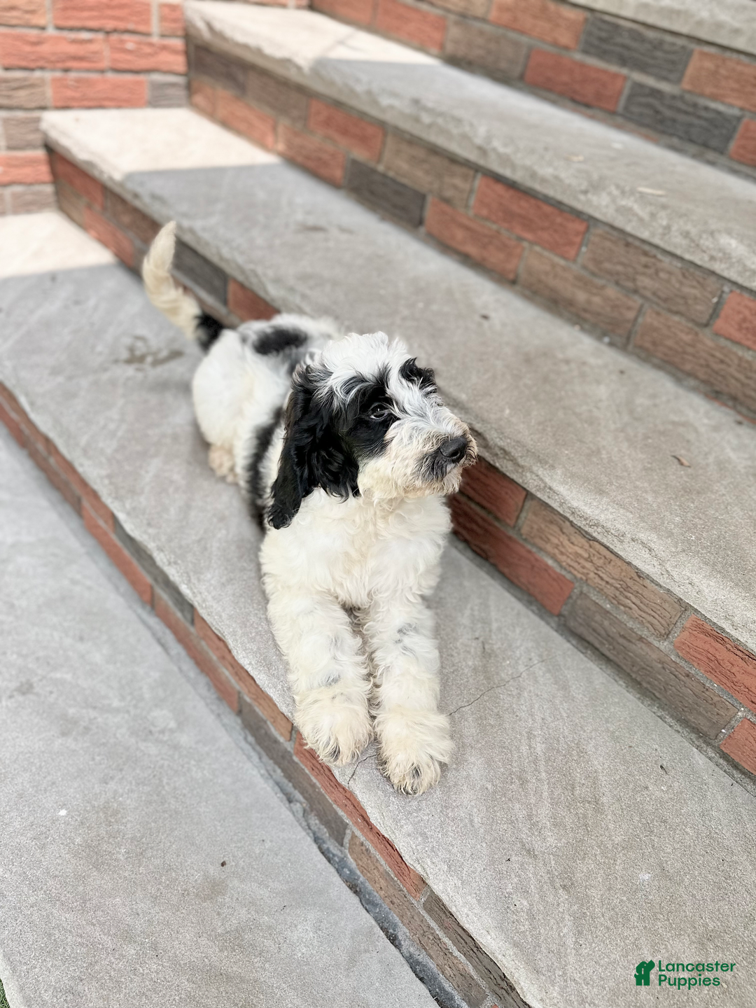 Goldendoodle dogs for sale: Lola - Image 2