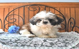 Shih Tzu dogs for sale: Queen - Image 12