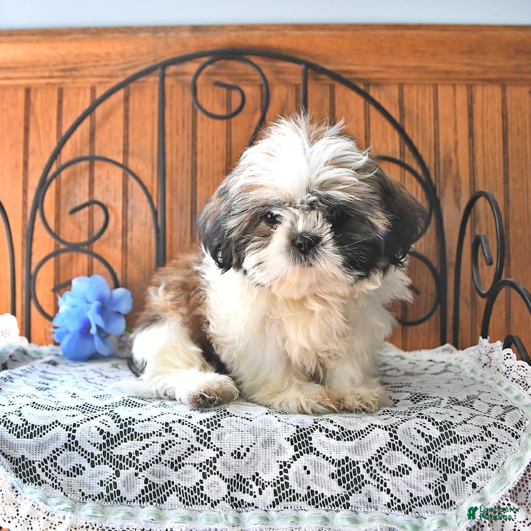 Shih Tzu dogs for sale: Queen - Image 12