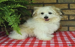 Havapoo dogs for sale: Toby - Image 3