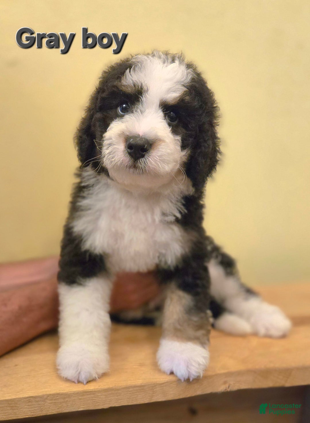 Bernedoodle dogs for sale: Gray Boy - Image 1