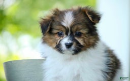 Papillon dogs for sale: Rome - Image 19