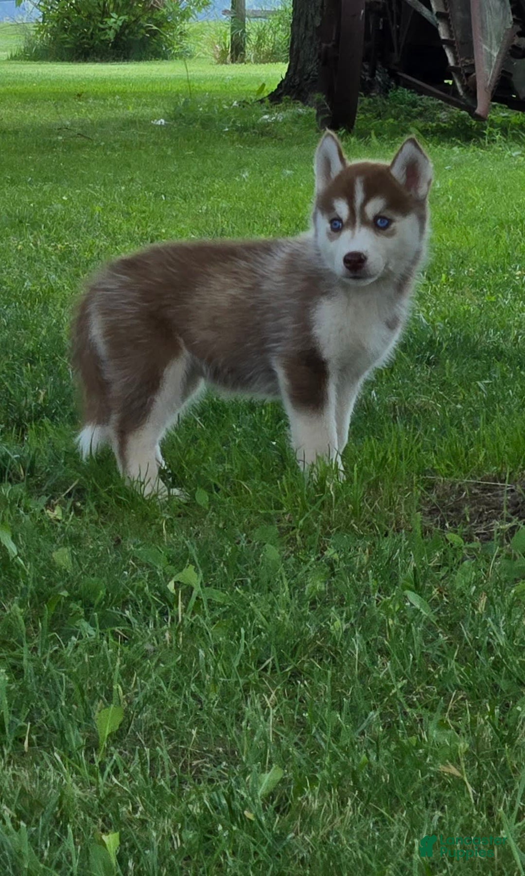 Siberian Husky dogs for sale: Glory - Image 5