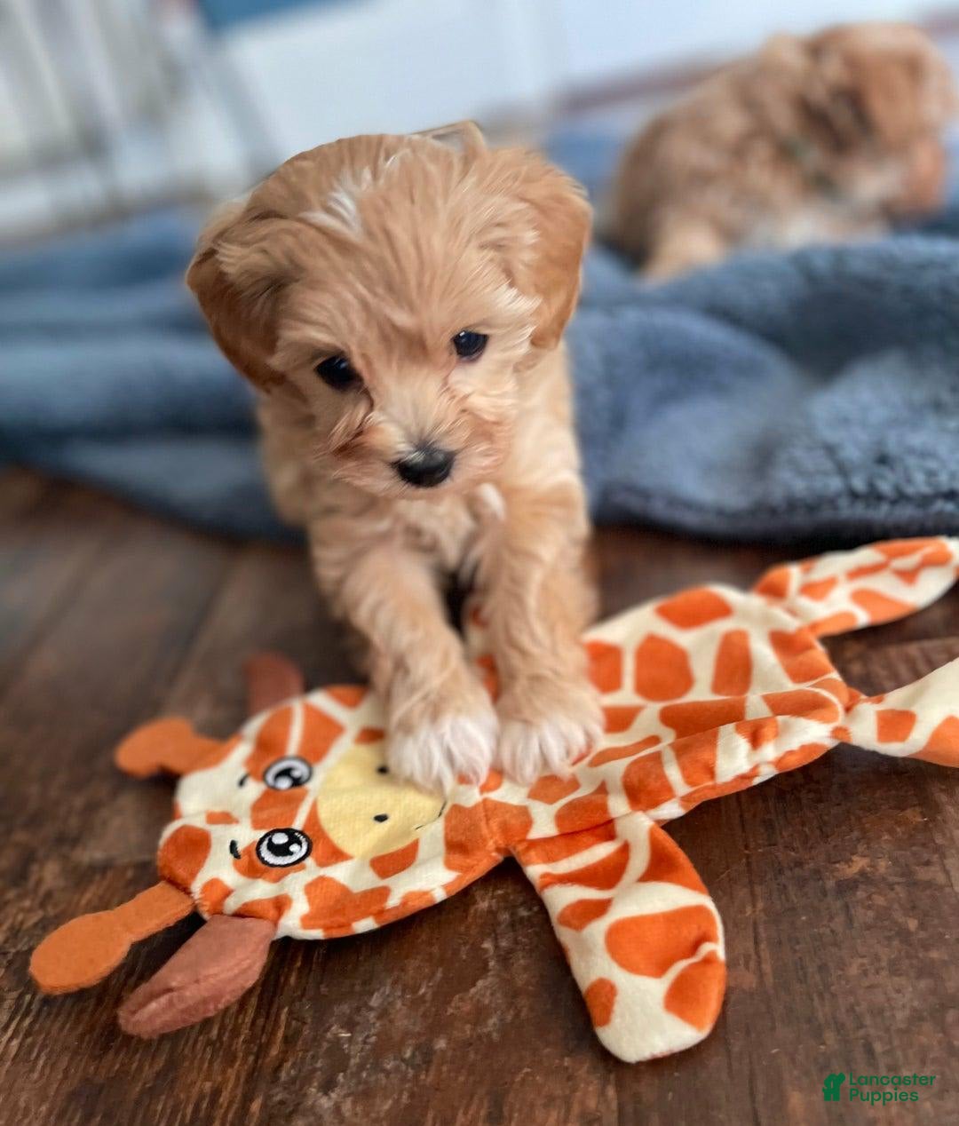 Maltipoo dogs for sale: Debbie - Image 3