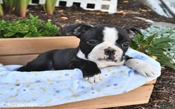 Boston Terrier dogs for sale: Daisy - Image 3