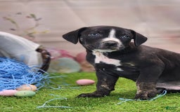 Catahoula Leopard Dog dogs for sale: Juliet 2025 M4 Catahoula Puppy - Image 3