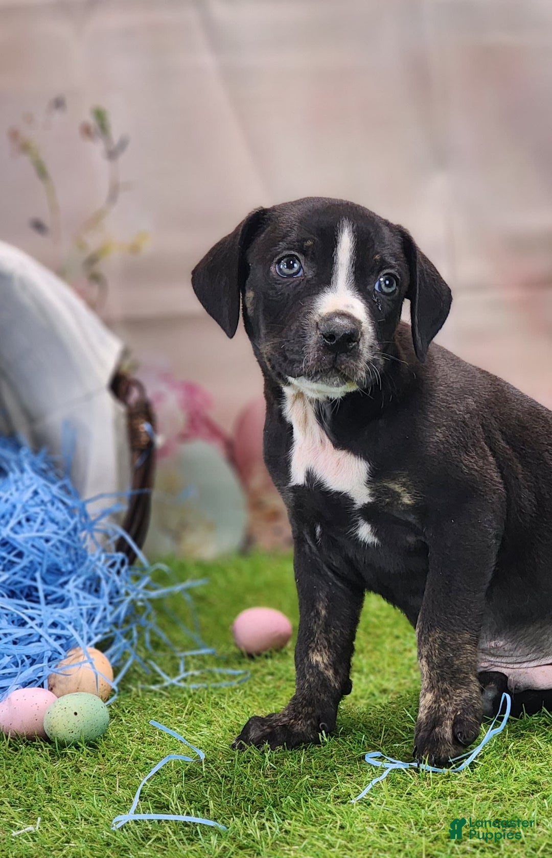 Catahoula Leopard Dog dogs for sale: Juliet 2025 M4 Catahoula Puppy - Image 3