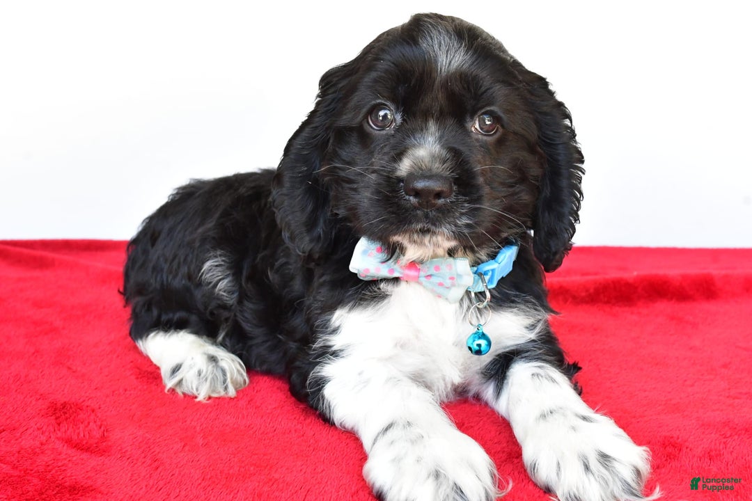 Cocker Spaniel dogs for sale: Pudge - Image 2