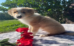 Shetland Sheepdog dogs for sale: Travis - Image 6